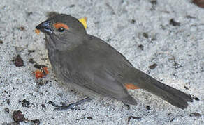 Greater Antillean Bullfinch