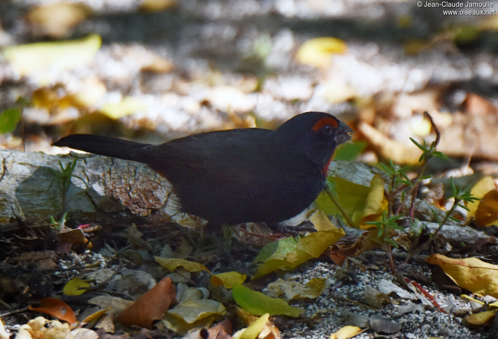 Greater Antillean Bullfinch male adult