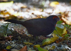 Greater Antillean Bullfinch