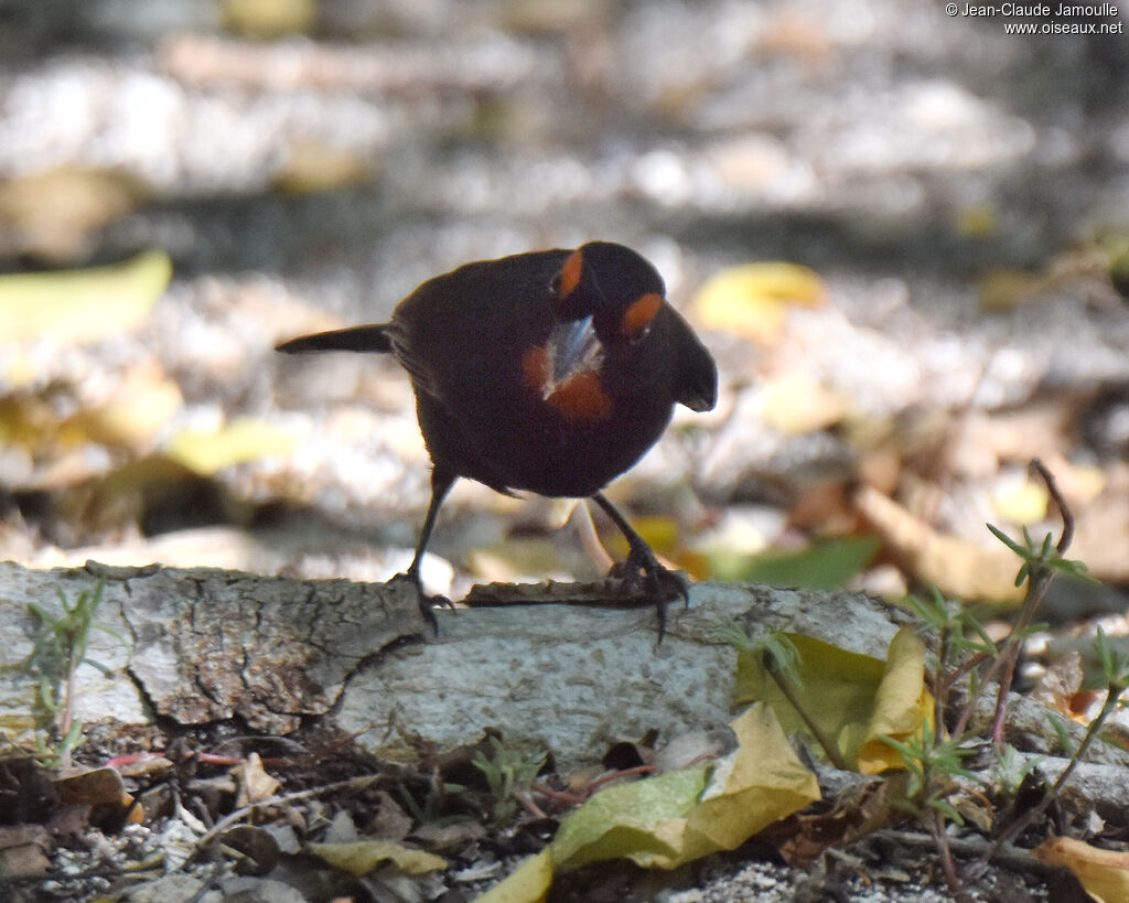 Sporophile petit-coq