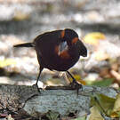 Sporophile petit-coq