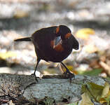 Sporophile petit-coq