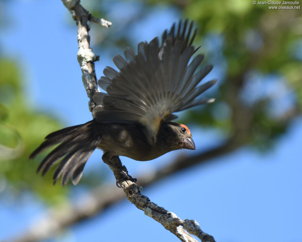 Sporophile petit-coq