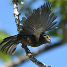 Sporophile petit-coq