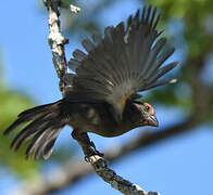 Greater Antillean Bullfinch