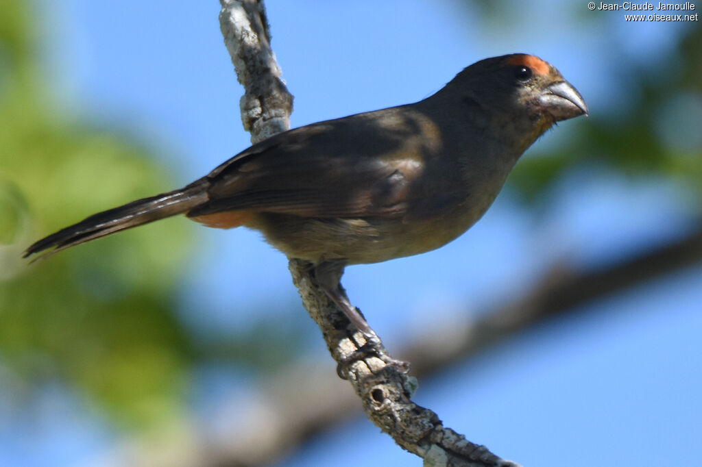 Greater Antillean Bullfinch