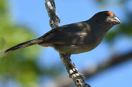 Greater Antillean Bullfinch