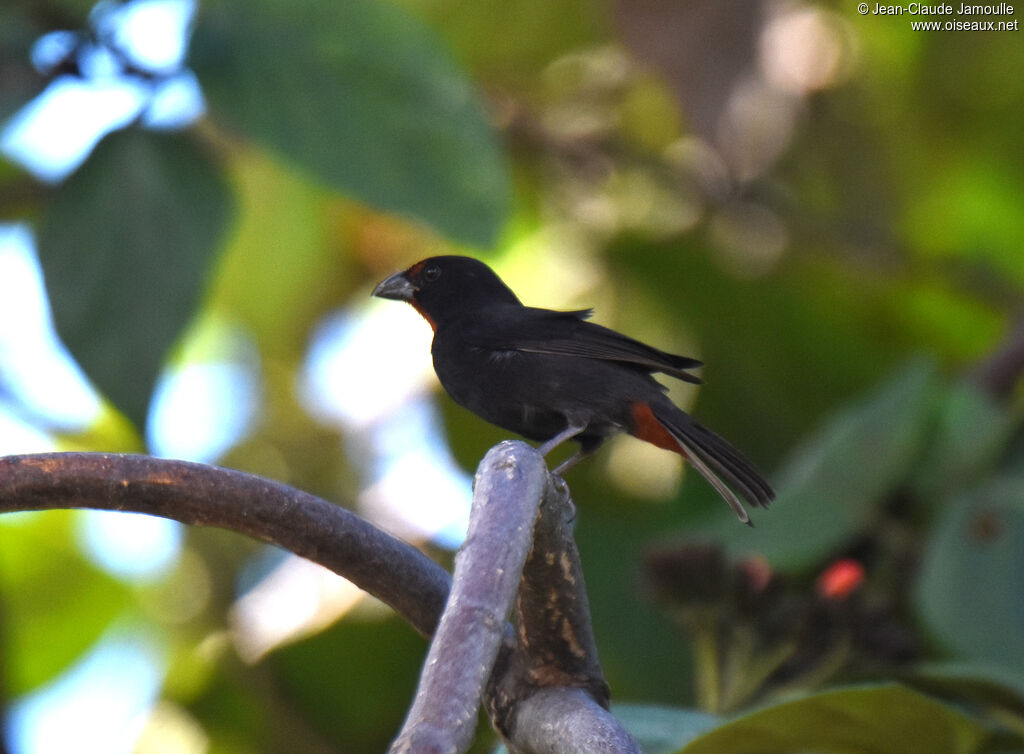 Greater Antillean Bullfinch