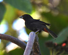 Greater Antillean Bullfinch