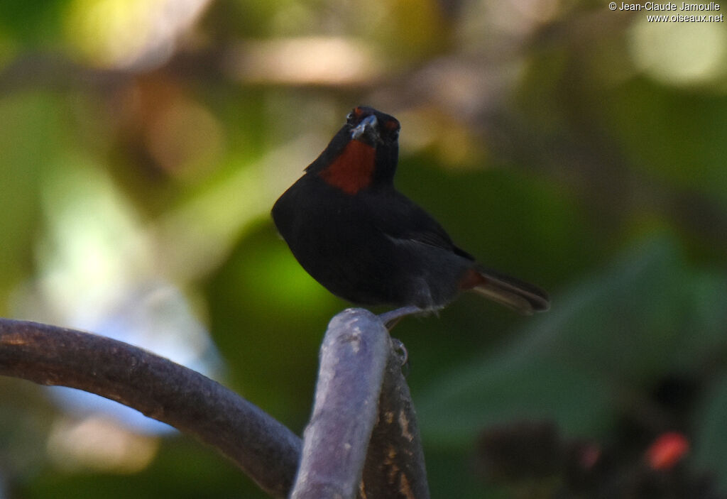 Greater Antillean Bullfinch