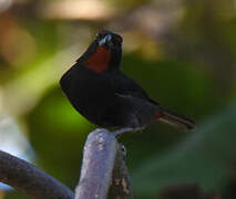 Greater Antillean Bullfinch