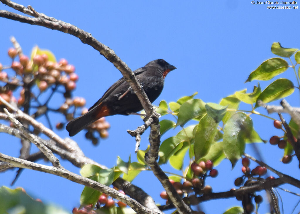 Lesser Antillean Bullfinch male adult