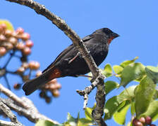 Lesser Antillean Bullfinch