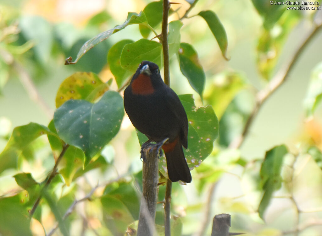 Lesser Antillean Bullfinch male adult