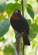 Lesser Antillean Bullfinch