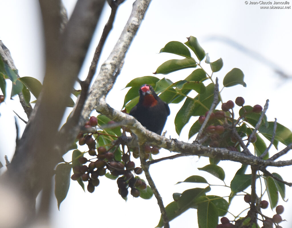 Lesser Antillean Bullfinch male adult, eats