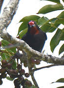 Lesser Antillean Bullfinch