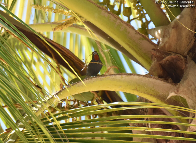 Lesser Antillean Bullfinch male adult, Reproduction-nesting