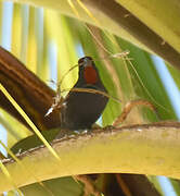 Lesser Antillean Bullfinch