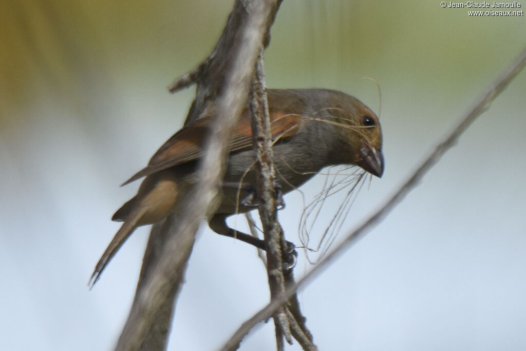 Lesser Antillean Bullfinch female adult, Reproduction-nesting