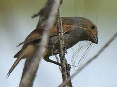 Lesser Antillean Bullfinch