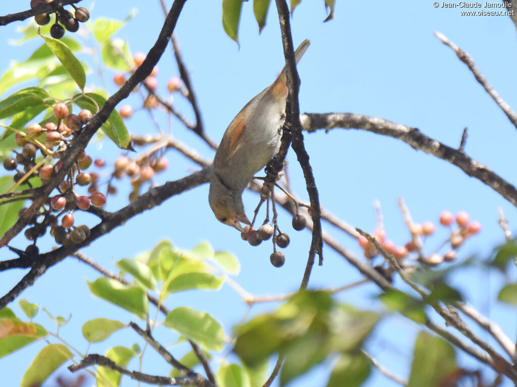 Lesser Antillean Bullfinch female adult, eats