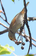 Lesser Antillean Bullfinch