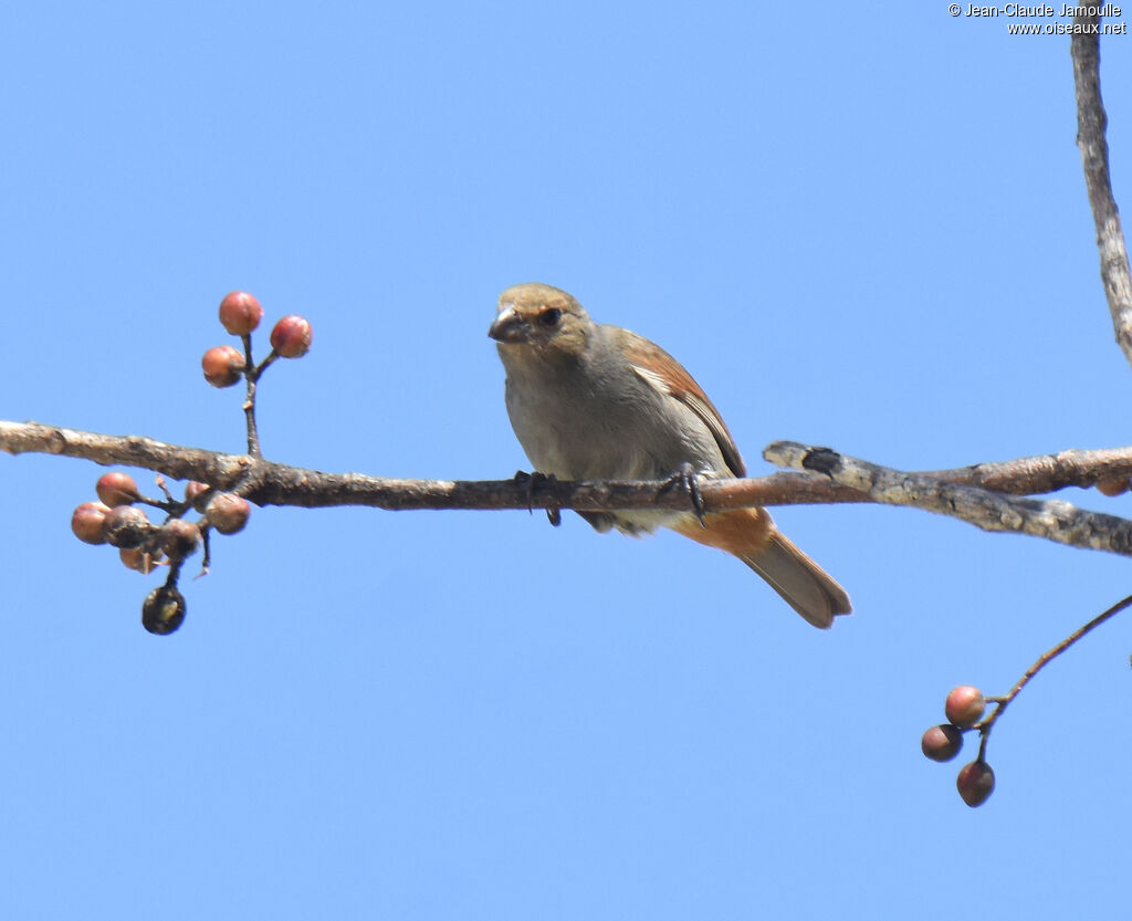 Lesser Antillean Bullfinch