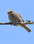 Lesser Antillean Bullfinch