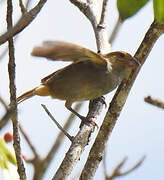 Lesser Antillean Bullfinch