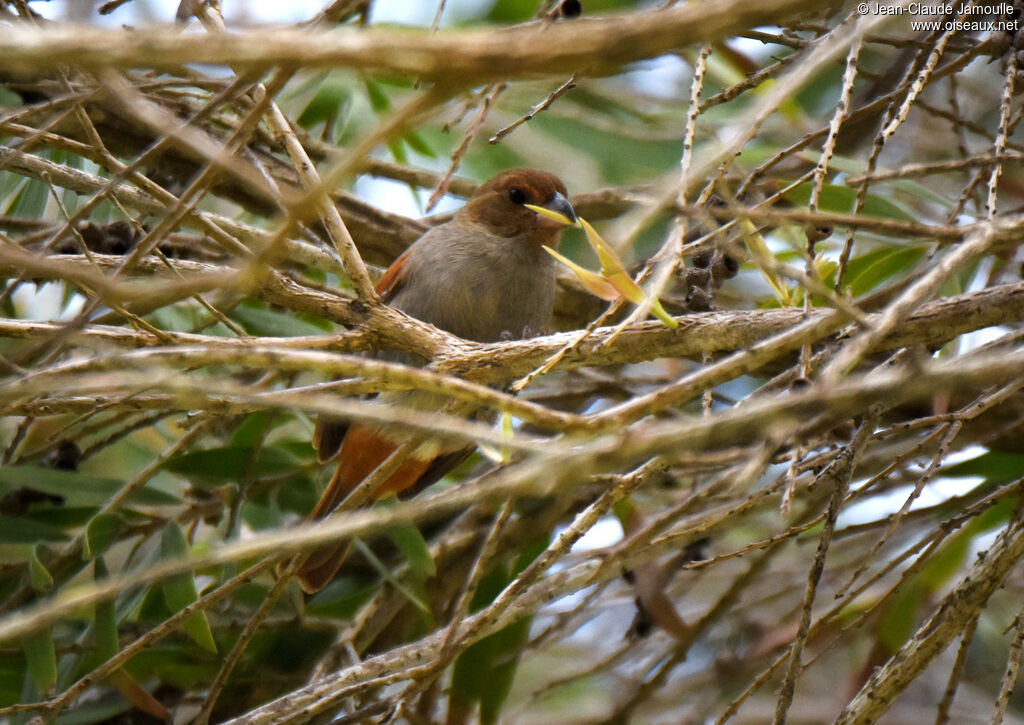 Lesser Antillean Bullfinch female adult, Reproduction-nesting