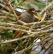 Sporophile rougegorge