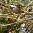 Sporophile rougegorge