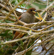 Lesser Antillean Bullfinch