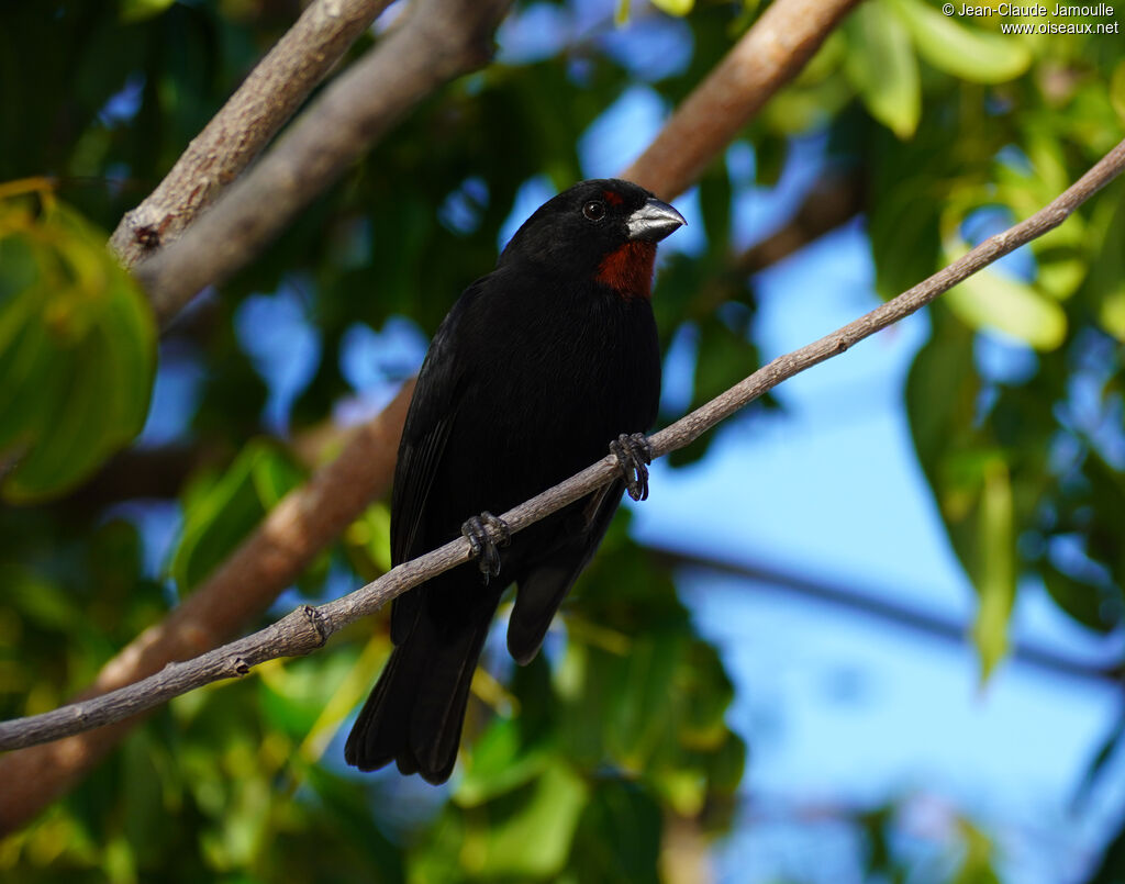 Sporophile rougegorge