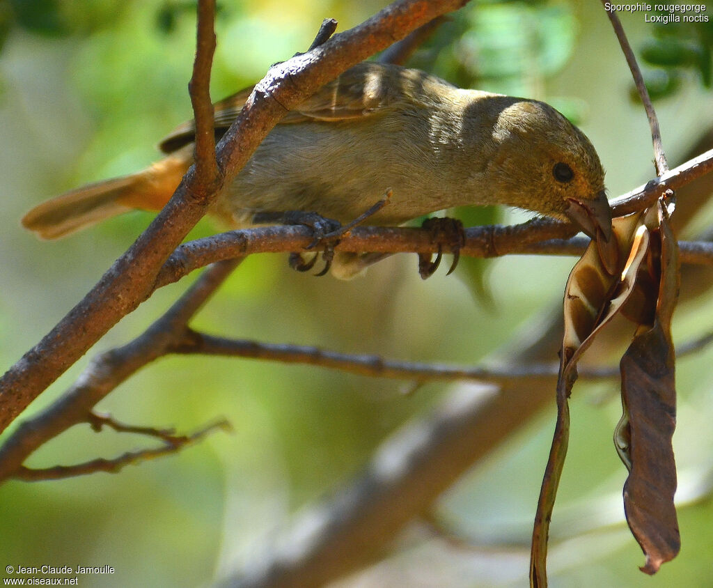 Lesser Antillean Bullfinch female, identification, feeding habits, eats