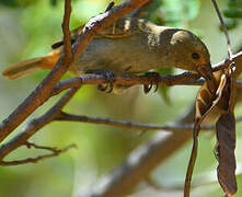 Lesser Antillean Bullfinch