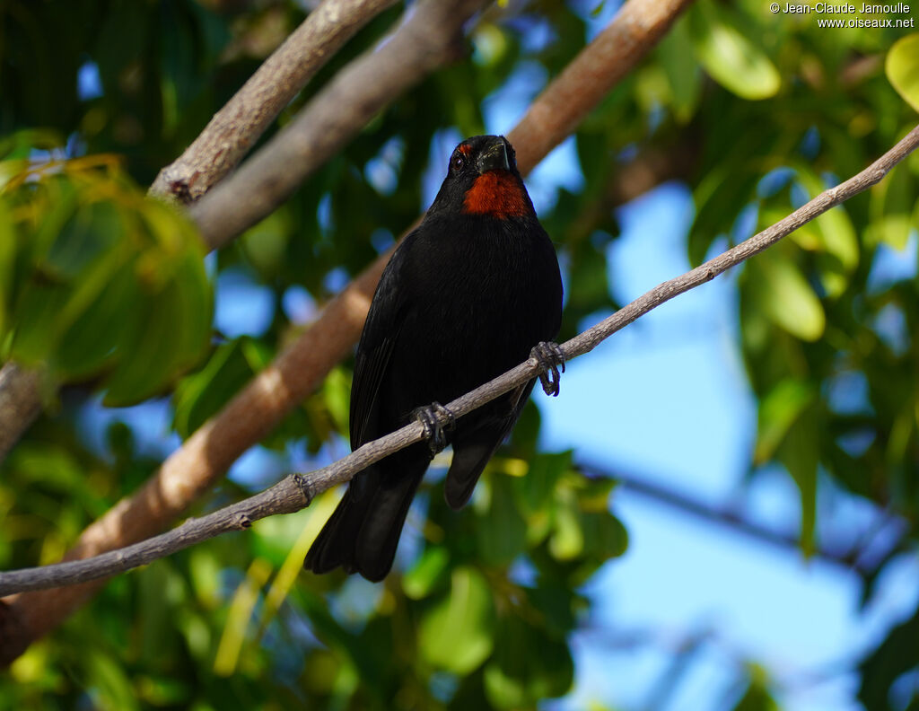Sporophile rougegorge