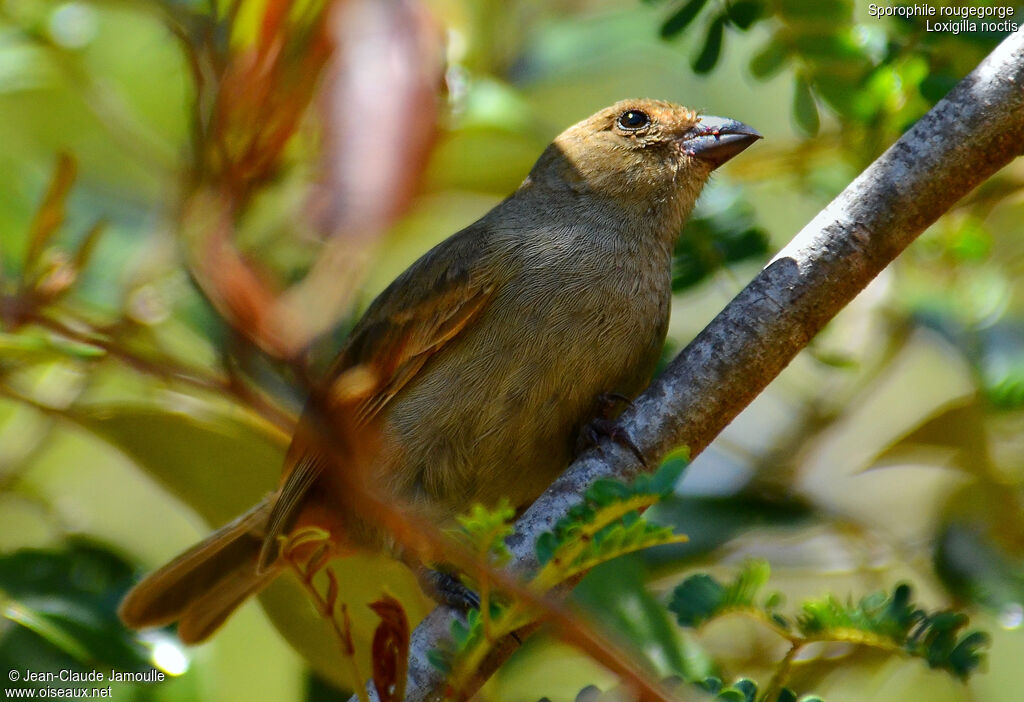 Lesser Antillean Bullfinch female, Behaviour