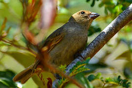 Lesser Antillean Bullfinch