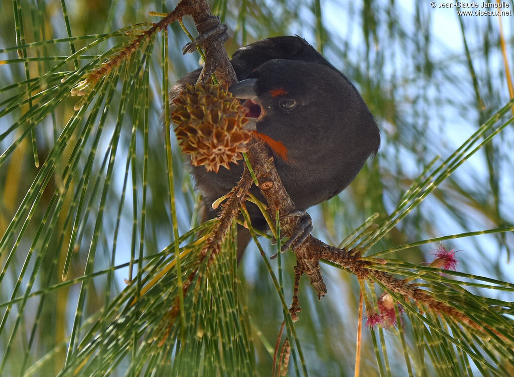 Lesser Antillean Bullfinch