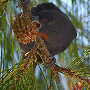 Lesser Antillean Bullfinch