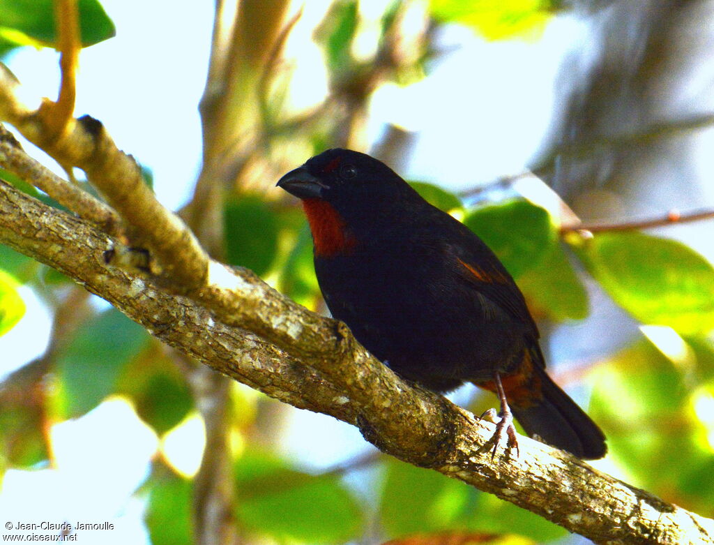 Sporophile rougegorge mâle