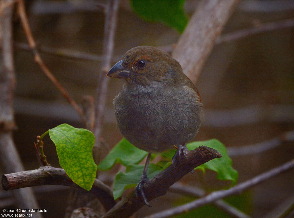 Lesser Antillean Bullfinch