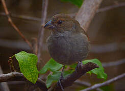 Lesser Antillean Bullfinch