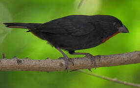 Lesser Antillean Bullfinch