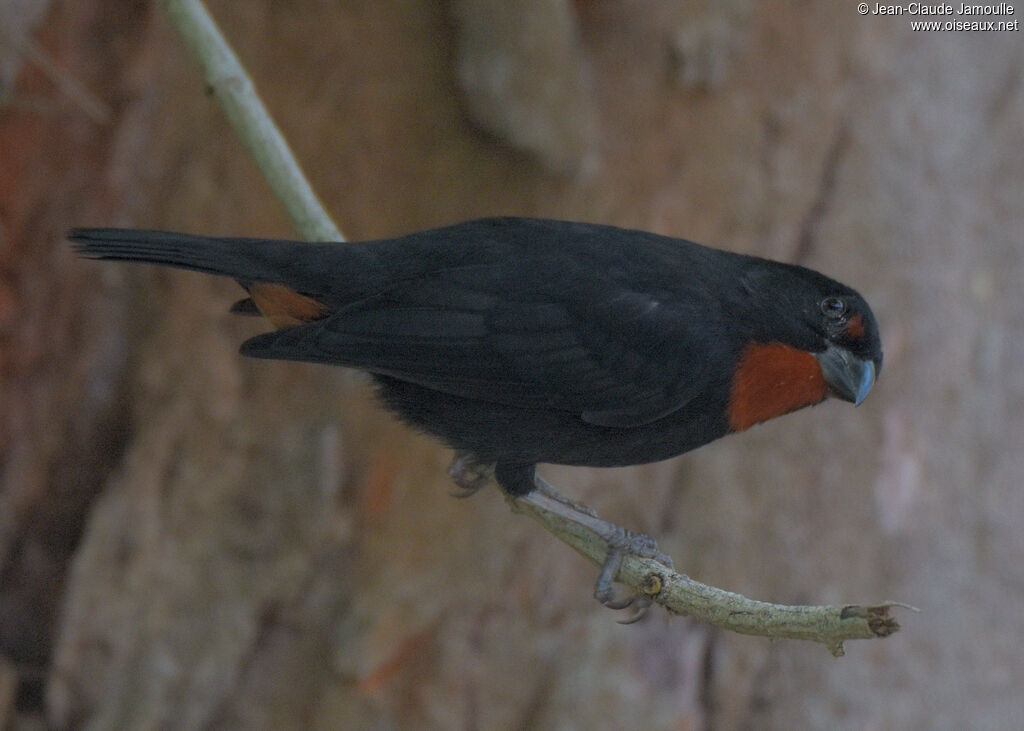 Sporophile rougegorge mâle adulte