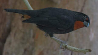 Lesser Antillean Bullfinch