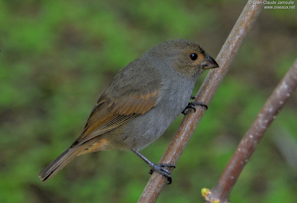 Sporophile rougegorge