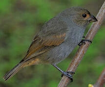 Lesser Antillean Bullfinch